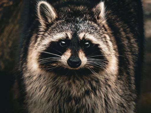 Close-up portrait of a raccoon with detailed fur texture in natural lighting. 26839361 RECORD DATE NOT STATED