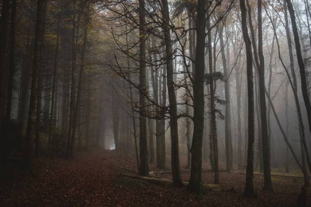 Light at the end of a path in a foggy forest in autumn Yens, Vaud, Switzerland R_KACU241222-1603371-01