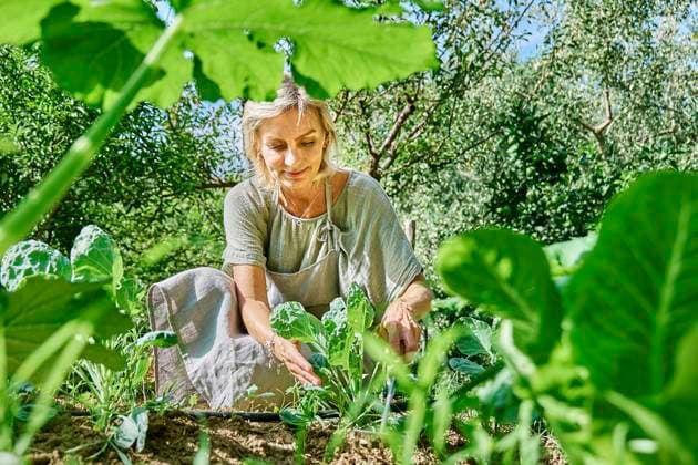Smiling mature farmer taking care of spinach at farm on sunny day model released, Symbolfoto, CATF00471
