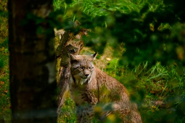 Luchsgehege Bad harzburg Blick in das Luchsgehege mit Luchsen an der Rabenklippe bei Bad Harzburg, fotografiert am 9. Oktober 2024. Bad Harzburg Niedersachsen Deutschland Luchs im Harz1556 *** Lynx enclosure Bad Harzburg View into the lynx enclosure with lynxes at the Rabenklippe near Bad Harzburg, photographed on October 9, 2024 Bad Harzburg Lower Saxony Germany Lynx in the Harz Mountains1556