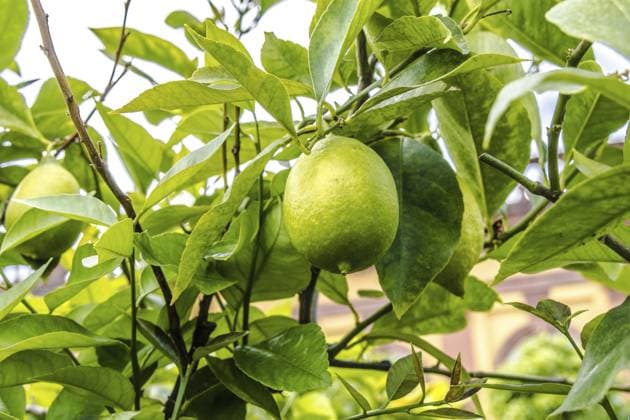 Frische grüne Limetten auf einem Zweig eines Baumes mit Blättern in einem öffentlichen Park Fresh green limes on a branch of a Tree with leaves in a public park Copyright: imageBROKER BirgitxReitzxHofmann ibxiqx11932025.jpg