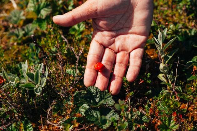 Hand Holding Single Cloudberry Outdoors Sweden, Jamtland County, Åre CR_MGUJ241228-1611027-01