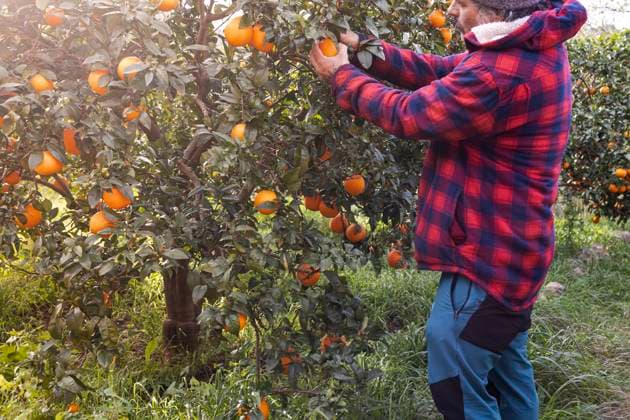 A farmer picks ripe oranges from a tree in an orchard on a sunny day. Tarragona, Catalonia, Spain R_AULNOK241229-1616612-01 ,model released, Symbolfoto ,property released