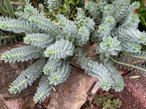 Walzen-Wolfsmilch, Euphorbia myrsinites ist eine schoene Pflanze mit gruenen Blueten. Roller spurge is a beautiful plant with green flowers. Walzen-Wolfsmilch, Euphorbia myrsinites *** Roller spurge, Euphorbia myrsinites is a beautiful plant with green flowers Roller spurge is a beautiful plant with green flowers Roller spurge, Euphorbia myrsinites