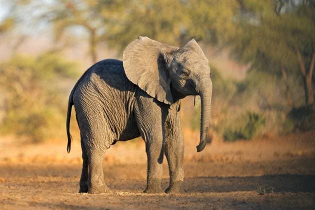 Creative Highlights World Ein junger afrikanischer Elefant (Loxodonta africana) in seinem natürlichen Lebensraum Ein junger afrikanischer Elefant (Loxodonta africana) in seinem natürlichen Lebensraum Copyright: xZoonar.com NicoxSmitx 22551275