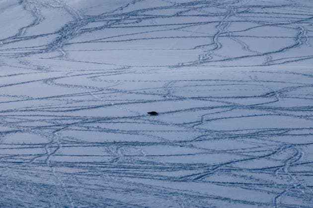 Creative Highlights World Single penguin lying on the snow. Penguin tracks on the snow Vernadsky Research Base, Antarctica CR_HYVK241230-1617488-01