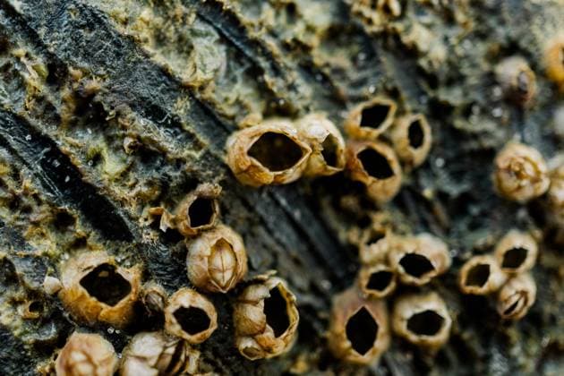 Creative Highlights World Bay Barnacles on wood near the ocean Fripp Island, South Carolina, United States R_EYFM24123041-1618092-01
