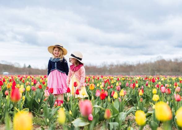 young girls playing in tulip field springtime laughing Ipswich, Massachusetts, United States R_NYHM241230A-1618033-01 ,model released, Symbolfoto