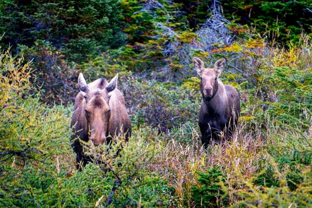 young couple of bull mooses (Alces alces), near St. Anthony, Newfoundland and Labrador, Canada St. Anthony Newfoundland and Labrador Canada Copyright: xSergixReboredox xVWPicsx SRE-083-GK4072