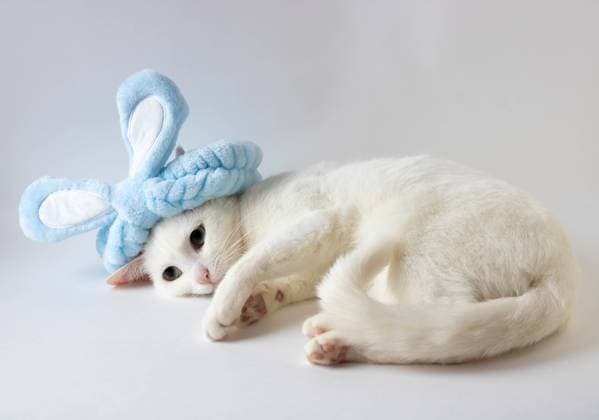 Easter white cat in bunny blue ears . Space for copying. Easter celebration. Happy Easter. , 44573862.jpg, animal, cute, cat, domestic, funny, pet, fur, furry, beautiful, fluffy, eyes, spring, breed, fun, easter bunny, easter, domestic cat, bunny, costume, adorable, kitten, mammal, young, blue, playing, purebred, kitty, feline, traditional, portrait, copy, domestic animals, lovely, pets, looking, beauty, white cat, celebration, copy space, happy easter, closeup, ear, card, humor, space, white, ears, rabbit ears, background, relax RECORD DATE NOT STATED