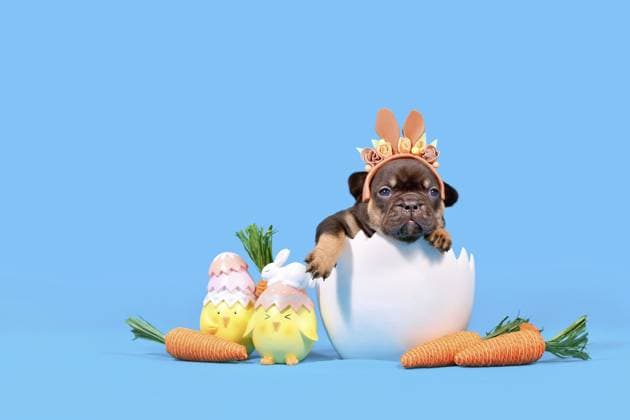 Französische Bulldogge Hundewelpe mit Osterhasen Ohren sitzen in Eierschale auf blauem Hintergrund mit Kopie Raum French Bulldog dog puppy with Easter bunny ears sitting in egg shell on blue background with copy space Copyright: imageBROKER Firn ibxmob12039824.jpg