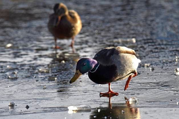 Creative Highlights World Mallards in Vinnytsia VINNYTSIA, UKRAINE - JANUARY 1, 2025 - Mallards are on the ice covering Lake Vyshenske on the first day of the new year, Vinnytsia, west-central Ukraine., Credit:Oleksandr Lapin Avalon Ukraine, Vinnytsia  Copyright: xOleksandrxLapinx xAvalonx 0951575262