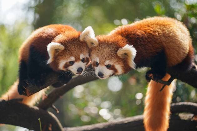 Entertainment Themen der Woche KW01 Entertainment Bilder des Tages KUNMING, CHINA - JANUARY 03: Six-month-old twin red panda cubs A Dai and Meng Meng meet the public in Yunnan Wildlife Park on January 3, 2025 in Kunming, Yunnan Province of China.  Copyright: xChinaxNewsxServicex 111539961715