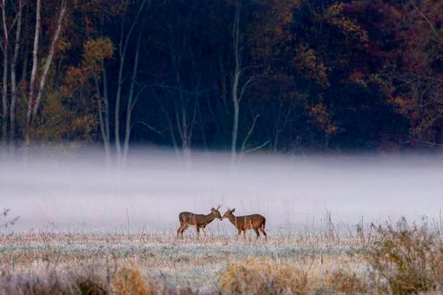 Nebel liegt über dem Boden hinter zwei jungen Böcken, die in einem Wildschutzgebiet im Norden von Indiana das Sparring lernen Nebel liegt über dem Boden hinter zwei jungen Böcken, die in einem Wildschutzgebiet im Norden von Indiana das Sparring lernen Copyright: xZoonar.com StevenxHeimx 22573459