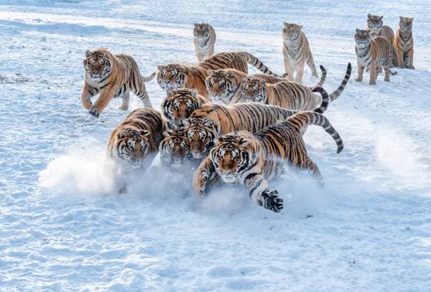 Bilder des Jahres 2025, News 01 Januar News Themen der Woche KW01 News Bilder des Tages MUDANJIANG, CHINA - JANUARY 05: Siberian tigers frolic in the snow at the Hengdaohezi Siberian tiger park on January 5, 2025 in Hailin, Mudanjiang City, Heilongjiang Province of China.  Copyright: xVCGx 111540291564