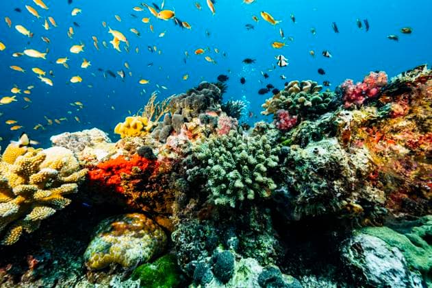coral landscape close to the Similan islands in Thailand Phuket, Phuket, Thailand CR_THHE250103D-1576342-01