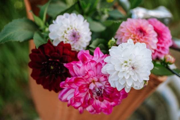a basket of summer flowers with dahlias Thun, Canton of Bern, Switzerland R_FFVO250103A-1567521-01