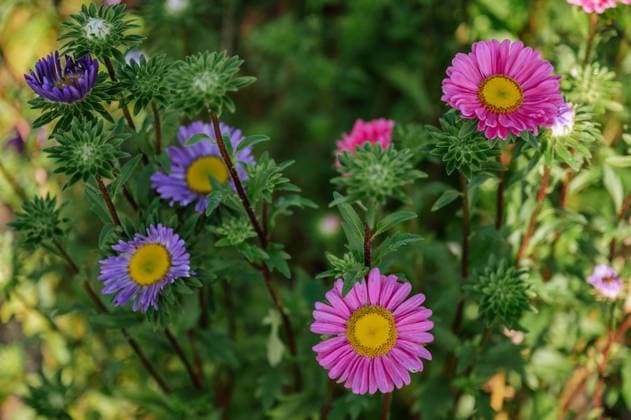 Vibrant purple and pink asters blooming in a green summer field Thun, Canton of Bern, Switzerland R_FFVO250103A-1567523-01