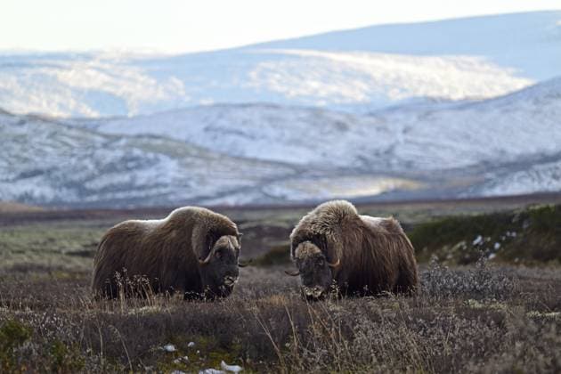 Creative Highlights World Zwei Moschusochsen (Ovibos moschatus) stehen in der Herbst Tundra und duellieren sich Kopf an Kopf, Dovrefjell-Sunndalsfjella-Nationalpark, Norwegen, Europa Two musk oxen (Ovibos moschatus) stand in the autumn tundra and duel head to head, Dovrefjell-Sunndalsfjella National Park, Norway, Europe Copyright: imageBROKER ThomasxSbampato ibxtps12065799.jpg
