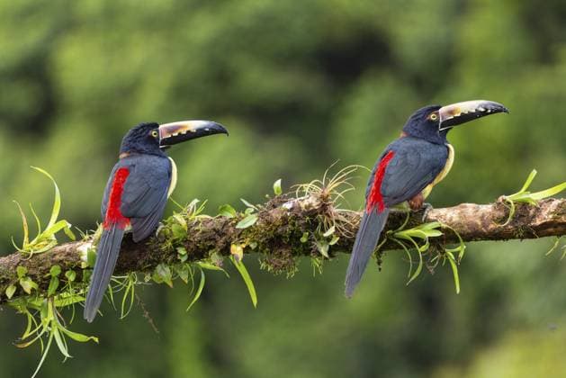 Halsbandarassari (Pteroglossus torquatus), Tukane (Ramphastidae), Laguna del Lagarto Lodge, Alajuela, Costa Rica, Mittelamerika Collared Aracari (Pteroglossus torquatus), Toucans (Ramphastidae), Laguna del Lagarto Lodge, Alajuela, Costa Rica, Central America Copyright: imageBROKER WolfgangxVeeser ibxwve12067385.jpg