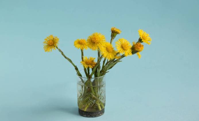 Spring young yellow flowers of mother-and-stepmother in a glass on a blue background. , 45998296.jpg, flower, forest, herb, leaf, meadow, nature, plant, pollen, season, spring, spring flower, tussilago, tussilago farfara, wild, yellow, flora, first, mother-and-stepmother, environment, background, colorful, field, bloom, blooming, blossom, bright, young, beautiful, beauty, beginning, botany, herbal medicine, medicinal, botanical, garden, detail, small, springtime, seasonal, summer, mother and stepmother, april, petal, herbal, close-up, natural, closeup, color, copy space, group RECORD DATE NOT STATED