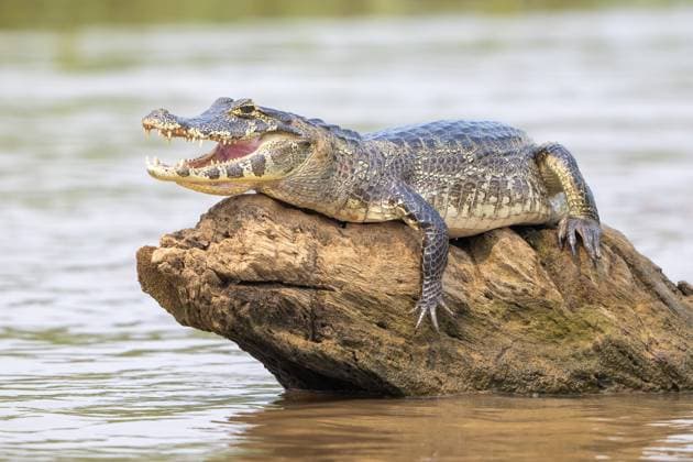 Creative Highlights World Brillenkaiman (Caiman crocodilus yacara), Alligator (Alligatoridae), Krokodil (Crocodylia), Tier nimmt ein wärmendes Sonnenbad auf einem Felsen im Wasser, Pantanal, Binnenland, Feuchtgebiet, UNESCO Biosphärenreservat, Weltnaturerbe, Feuchtbiotop, Mato Grosso, Brasilien, Südamerika Spectacled caiman (Caiman crocodilus yacara), Crocodile (Alligatoridae), crocodile (Crocodylia), animal sunbathing on a rock in the water, Pantanal, inland, wetland, UNESCO Biosphere Reserve, World Heritage Site, wetland biotope, Mato Grosso, Brazil, South America Copyright: imageBROKER ErichxSchmidt ibxeri12060649.jpg