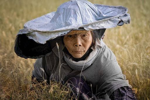 Creative Highlights Symbolbilder RECORD DATE NOT STATED Elderly Asian woman in traditional attire, wearing a large hat, crouched in a field, symbolizing rural life and agricultural work. 27819920 ,model released, Symbolfoto