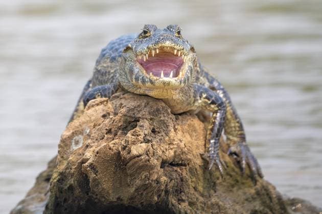 Creative Highlights World Brillenkaiman (Caiman crocodilus yacara), Alligator (Alligatoridae), Krokodil (Crocodylia), Tier nimmt ein wärmendes Sonnenbad auf einem Felsen im Wasser, Pantanal, Binnenland, Feuchtgebiet, UNESCO Biosphärenreservat, Weltnaturerbe, Feuchtbiotop, Mato Grosso, Brasilien, Südamerika Spectacled caiman (Caiman crocodilus yacara), Crocodile (Alligatoridae), crocodile (Crocodylia), animal sunbathing on a rock in the water, Pantanal, inland, wetland, UNESCO Biosphere Reserve, World Heritage Site, wetland biotope, Mato Grosso, Brazil, South America Copyright: imageBROKER ErichxSchmidt ibxeri12060655.jpg
