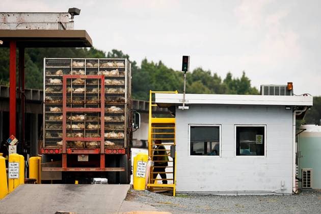 US-NEWS-NC-POULTRY-FARMS-2-CH A truck delivers a load of live chickens to the Tyson Foods processing plant in Monroe, North Carolina. (Alex Slitz The Charlotte Observer TNS) EDITORIAL USE ONLY Copyright: xx 67190192W AlexxSlitzx krtphotoslive924129