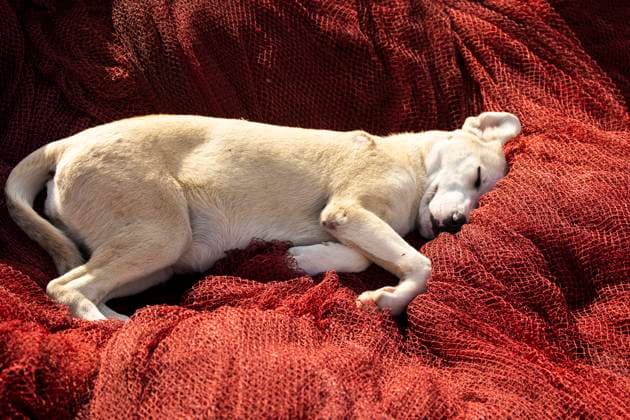 White dog sleeping on red net Essaouira, Marrakesh-Safi, Morocco R_ALKA250111B-1543571-01