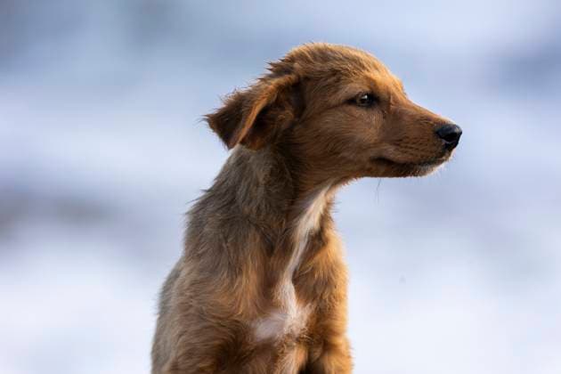 Lab mutt puppy s ears blow in the wind Taghazout, Souss-Massa, Morocco R_ALKA250111B-1543593-01