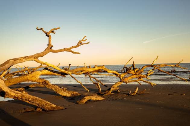 Creative Highlights World Large tree drifted on the beach Beaufort, South Carolina, United States R_EYFM250111A-1625199-01