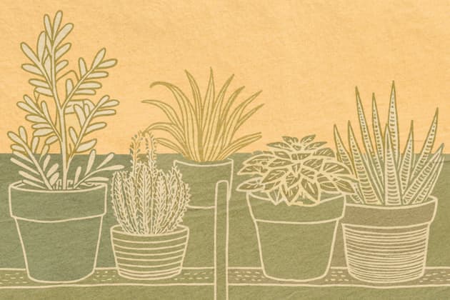 PR_ID26008_10378_Home.jpg Various potted plants are displayed against a warm background, creating a serene atmosphere in a home environment. The illustration captures a mix of plant shapes and sizes., Property released Model Released AdalbertoRodriguez_ID26008_750317_009 Copyright: xAdalbertoxRodriguezx RECORD DATE NOT STATED
