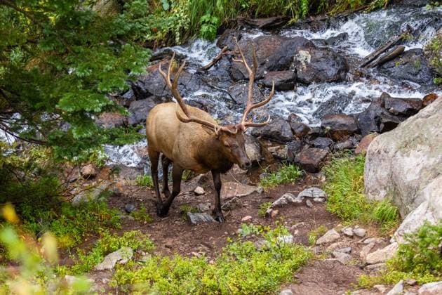 An elk in its natural habitat by a vibrant mountain stream surrounded by rocky terrain and lush greenery in Colorado s Rocky Mountain Park. Model Released CristianSanabria_ID25871_747414_007 Copyright: xCristianxSanabriax RECORD DATE NOT STATED