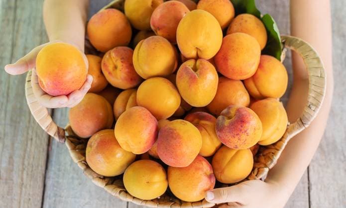 Child with apricots gardener harvest. Selective focus. food., model released, , 47429286.jpg, apricot, child, garden, fruit, harvest, girl, food, summer, yellow, eat, hold, nature, orange, beautiful, healthy, sweet, organic, hands, many, ripe, apricots, children, vitamin, health, fruits, green, natural, gather, fresh, dessert, young, agriculture, joy, plant, show, tasty, basket, smile, tree, delicious, little, macro, vegetarian, kid, woman, home, sunny day, small, copy space, banner RECORD DATE NOT STATED