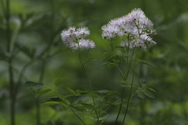 Columbine meadow-rue, Thalictrium aquilegiifolium, Akelei-Wiesenraute Columbine meadow-rue, Thalictrium aquilegiifolium, columbine meadow-rue Copyright: imageBROKER JoergxHemmer ibxiqx11986344.jpg