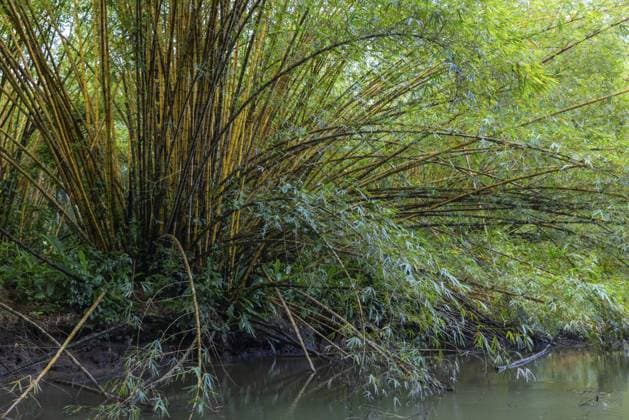 Creative Highlights World Bambus (Bambusoideae), Sierpe, Primaten (Anthropoidea), Puentarenas, Costa Rica, Mittelamerika Bamboo (Bambusoideae), Sierpe, Primates (Anthropoidea), Puentarenas, Costa Rica, Central America Copyright: imageBROKER WolfgangxVeeser ibxwve12130305.jpg