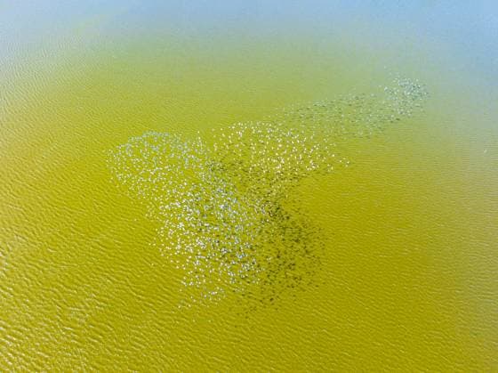 Creative Highlights World HANGZHOU, CHINA - JANUARY 15: Aerial view of flock of avocets flying over a lake at Hangzhou Qiantang Greater Bay Area Wetland Park on January 15, 2024 in Hangzhou, Zhejiang Province of China.  Copyright: xVCGx 111542429500
