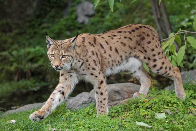 Ein Eurasischer Luchs (Lynx lynx) verlässt das Unterholz und pirscht sich an etwas heran A Eurasian lynx (Lynx lynx) leaves the undergrowth, stalking something Copyright: imageBROKER photoholic iblprw12132108.jpg