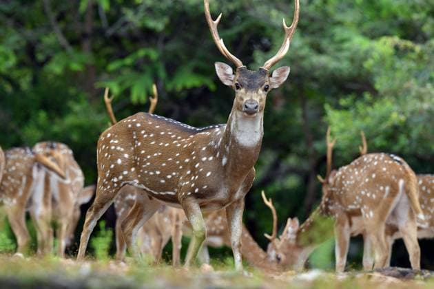 Entertainment Themen der Woche KW03 Entertainment Bilder des Tages (250118) -- TRINCOMALEE, Jan. 18, 2025 -- A herd of deer are pictured in a small forest in Trincomalee, Sri Lanka, Jan. 18, 2025. (Photo by Xinhua) SRI LANKA-WILDLIFE-DEER AjithxPerera 