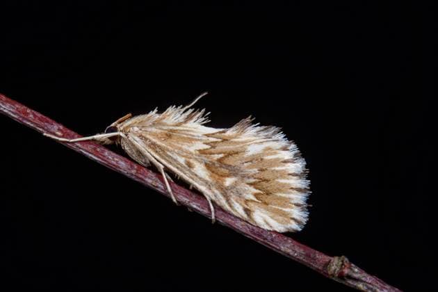 Creative Highlights World Zahnbindenzuensler, Zahnbinden-Zuensler (Cynaeda dentalis), sitzt auf einem Zweig, Deutschland Grass moth (Cynaeda dentalis), sitting on a branch, Germany BLWS719350 *** Toothbinderzuensler, Dental bandages Zuensler Cynaeda dental , sits at a Zweig, Germany Graß Moth Cynaeda dental , Sitting ON a branch, Germany BLWS719350 Copyright: xblickwinkel W.xWillnerx