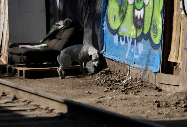 Mexiko, Gestrandete Migranten in Mexiko-Stadt Migrants Stranded In Mexico, Worried And Afraid Of Mass Deportation After Donald Trump Returns To The Presidency Of The United States A dog is in a migrant camp in Mexico City, Mexico. Migrants express concern and fear of mass deportation after Donald Trump s return to the presidency of the United States on January 23, 2025. Mexico City Mexico City Mexico  Copyright: xGerardoxVieyrax originalFilename: vieyra-notitle250123_npI7i.jpg