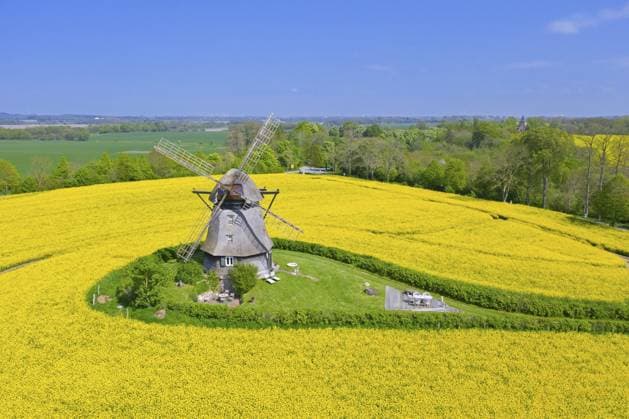 Farver Mühle, Farver Windmühle, Kittelmühle im blühenden Rapsfeld bei Wangels, Gemeinde im Kreis Ostholstein, Schleswig Holstein, Deutschland, Europa Farver Mühle, Farver windmill, smock mill in flowering rape field at Wangels, municipality in district Ostholstein, Schleswig-Holstein, Germany, Europe Copyright: imageBROKER alimdix xArterrax xS ibltsm12258340.jpg