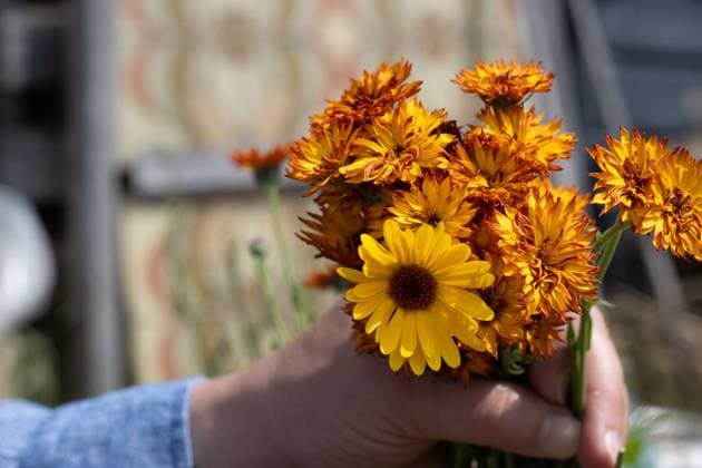 Hand Holding Bright Yellow and Orange Flower Bouquet Kelowna, British Columbia, Canada CR_PESF250124-1549714-01 ,model released, Symbolfoto