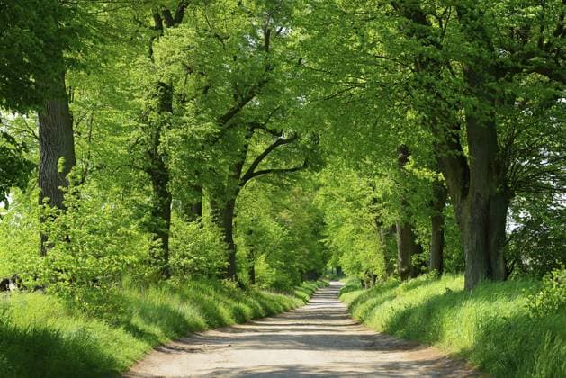 Feldweg durch Linden-Allee, Uckermark, Brandenburg, Deutschland, Europa Field path through Linden-Allee, Uckermark, Brandenburg, Germany, Europe Copyright: imageBROKER AndreasxVitting ibxavg12362072.jpg