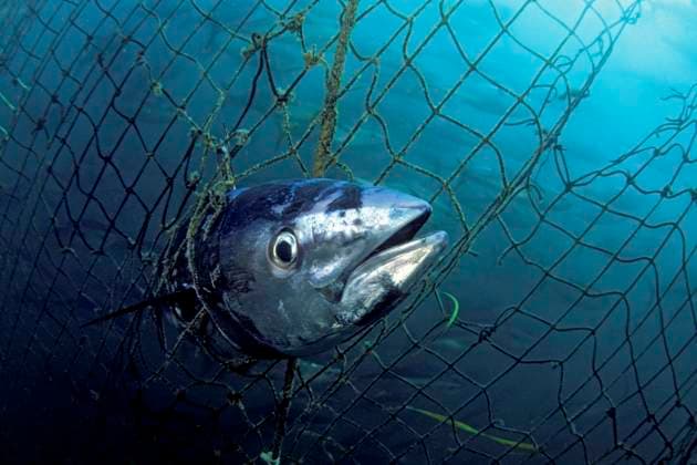 A dead Southern bluefin tuna, Thunnus maccoyii, caught in a tuna pen. Copyright: DavidxFleetham StocktrekxImages DFL400658U