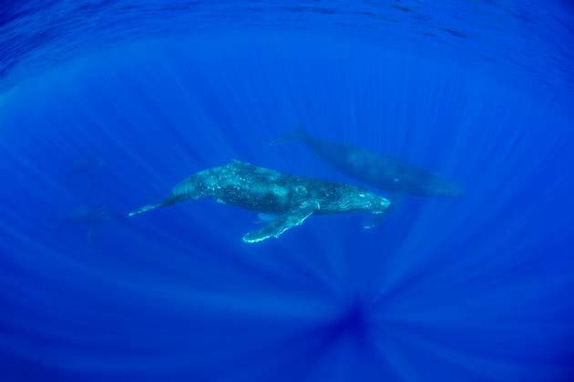 Humpback whales, Megaptera novaeangliae, swim through sunrays underwater, Hawaii. Copyright: DavidxFleetham StocktrekxImages DFL401863U