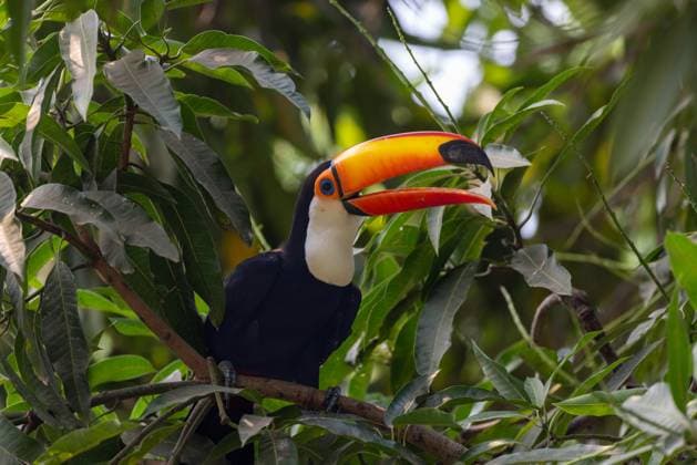 Toco Toucan Perched in the Lush Pantanal Canopy Porto Três Irmãos, Mato Grosso, Brazil CR_JFZH250128-1581445-01
