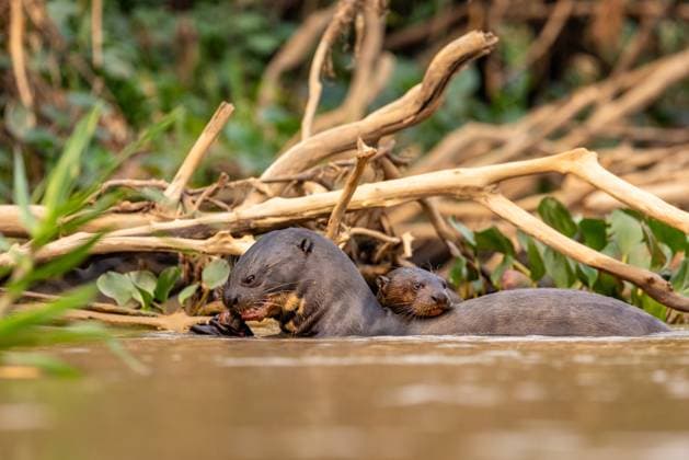 Giant Otter Devouring Its Prey in the River Porto Três Irmãos, Mato Grosso, Brazil CR_JFZH250128-1581451-01