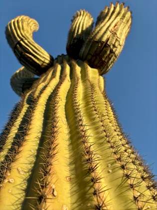 Creative Highlights World Low-angle view of a towering saguaro cactus with sharp spines Scottsdale, Arizona, United States R_RMYC250128-1641064-01
